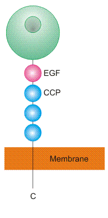 Group IV domain organization